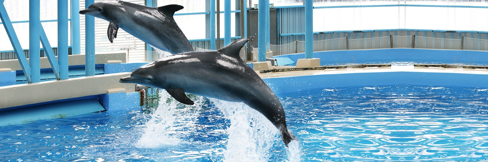 Banner Image of Dubai Dolphin Show